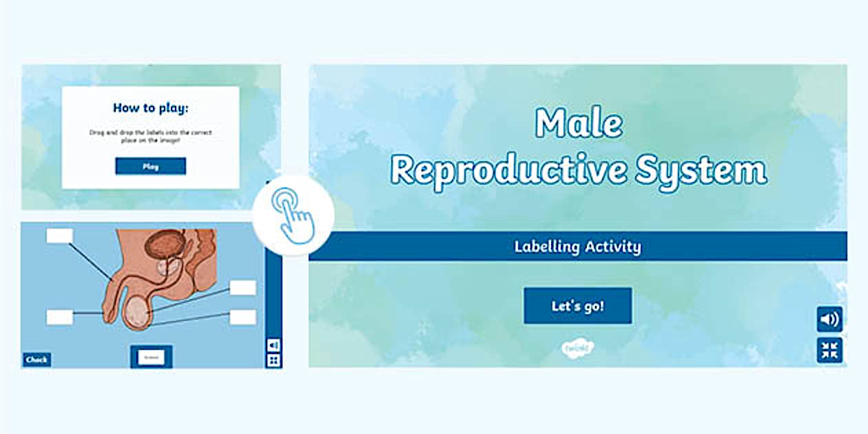 RSHP Male Reproductive System Interactive Labelling Activity