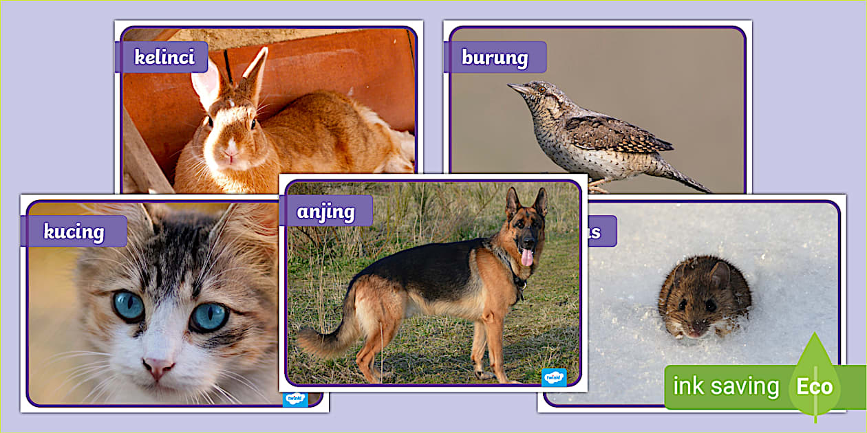 Pet Animals Photo Display Posters Indonesian Binatang