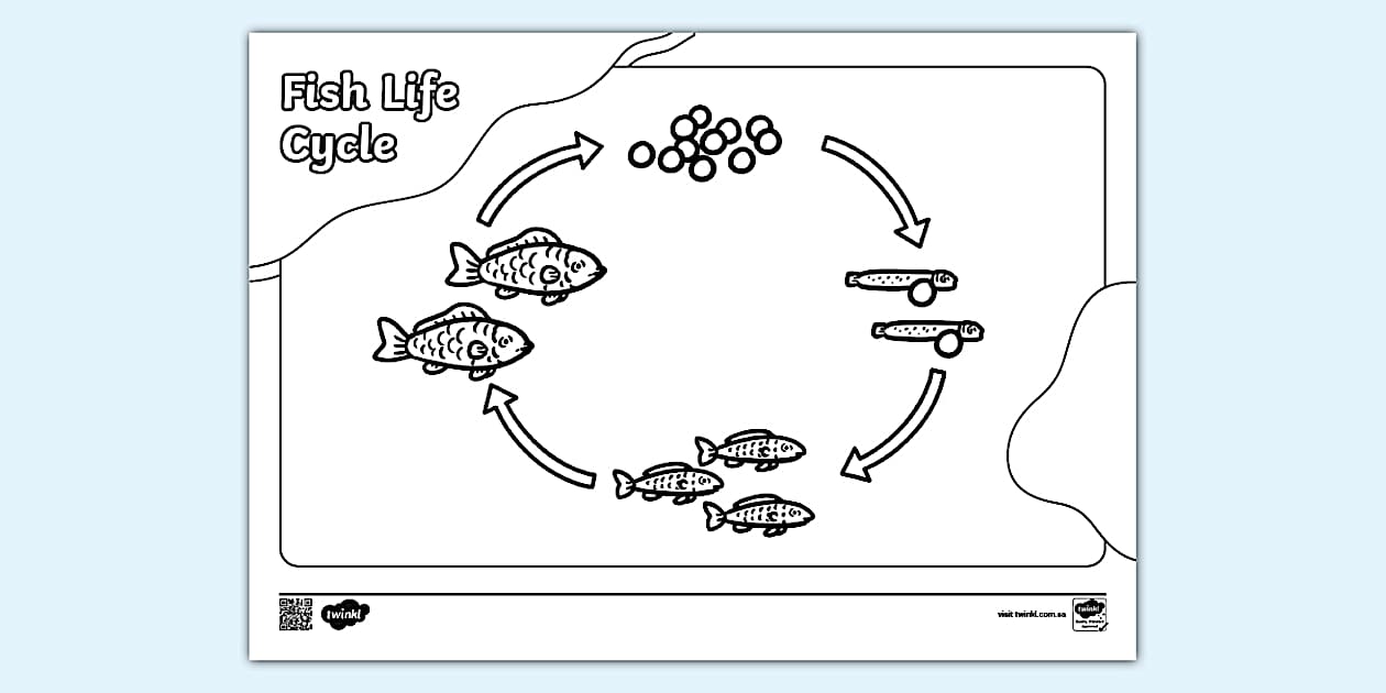 Fish Life Cycle Coloring Sheet