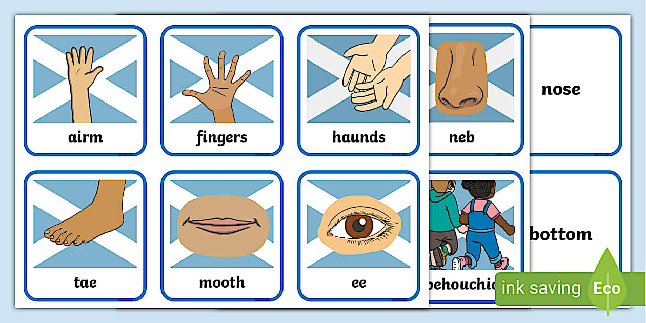 Scots Language Parts of the Body Matching Activity - Twinkl