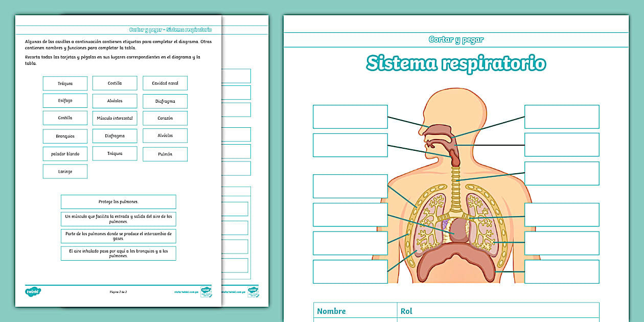Recorta y pega las partes del sistema respiratorio | Twinkl