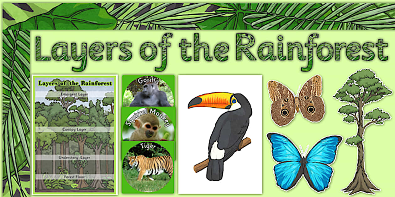Layers Of The Rainforest Display Pack Rainforest Plants