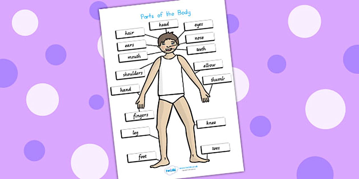 Body Parts in English - Display Resource - Teaching Tool