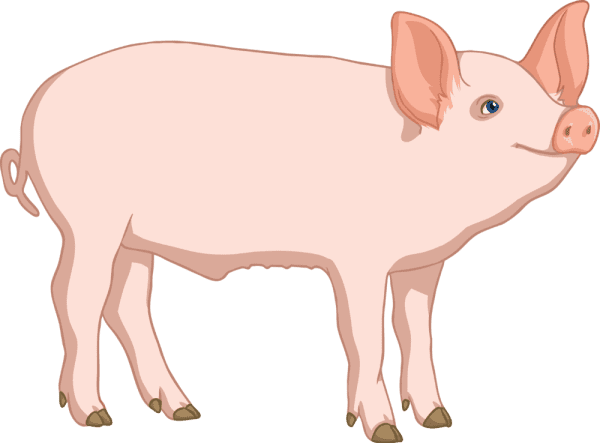 What is a pig? - Answered - Twinkl Teaching Wiki - Twinkl