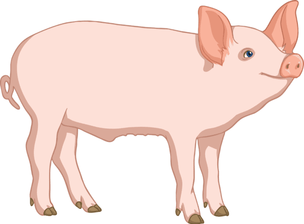 Peppa Pig (personagem), Wiki Peppa Pig