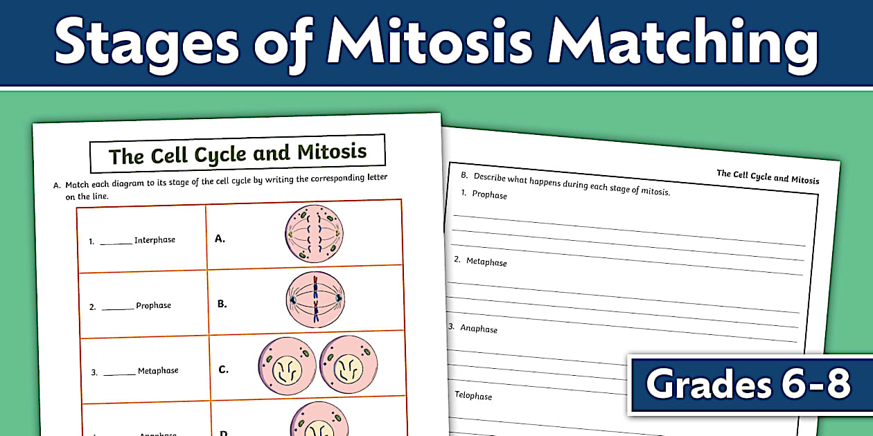 Cell Cycle and Stages of Mitosis Matching Worksheet 6 8