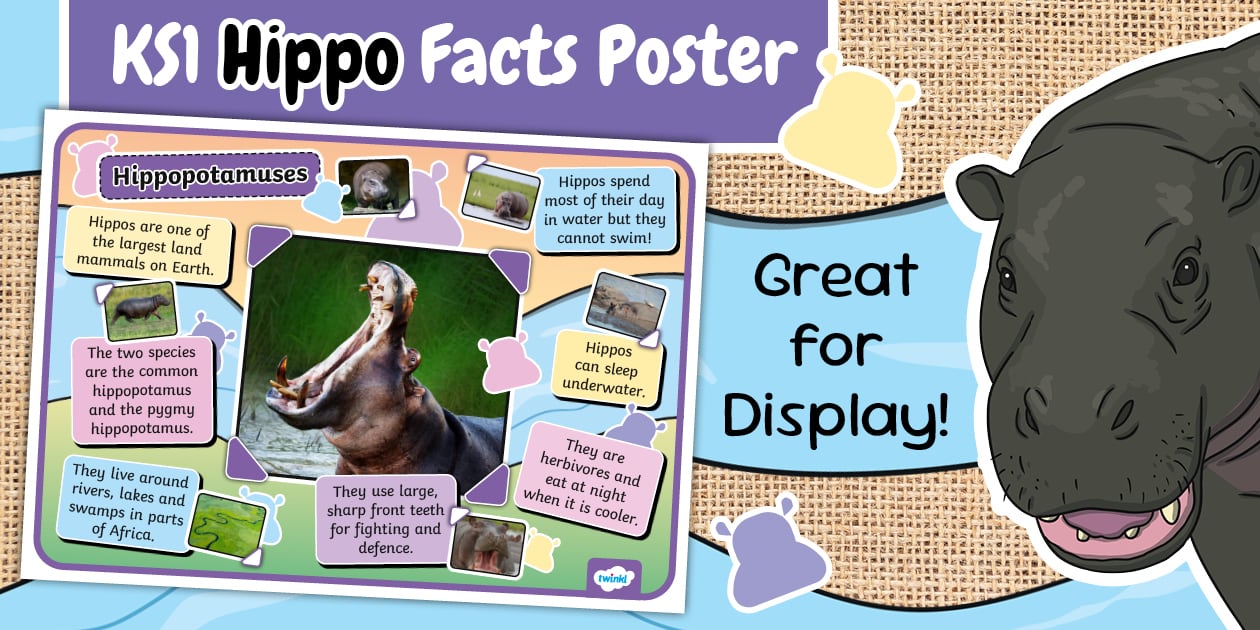 KS1 Hippo Facts Poster - Twinkl