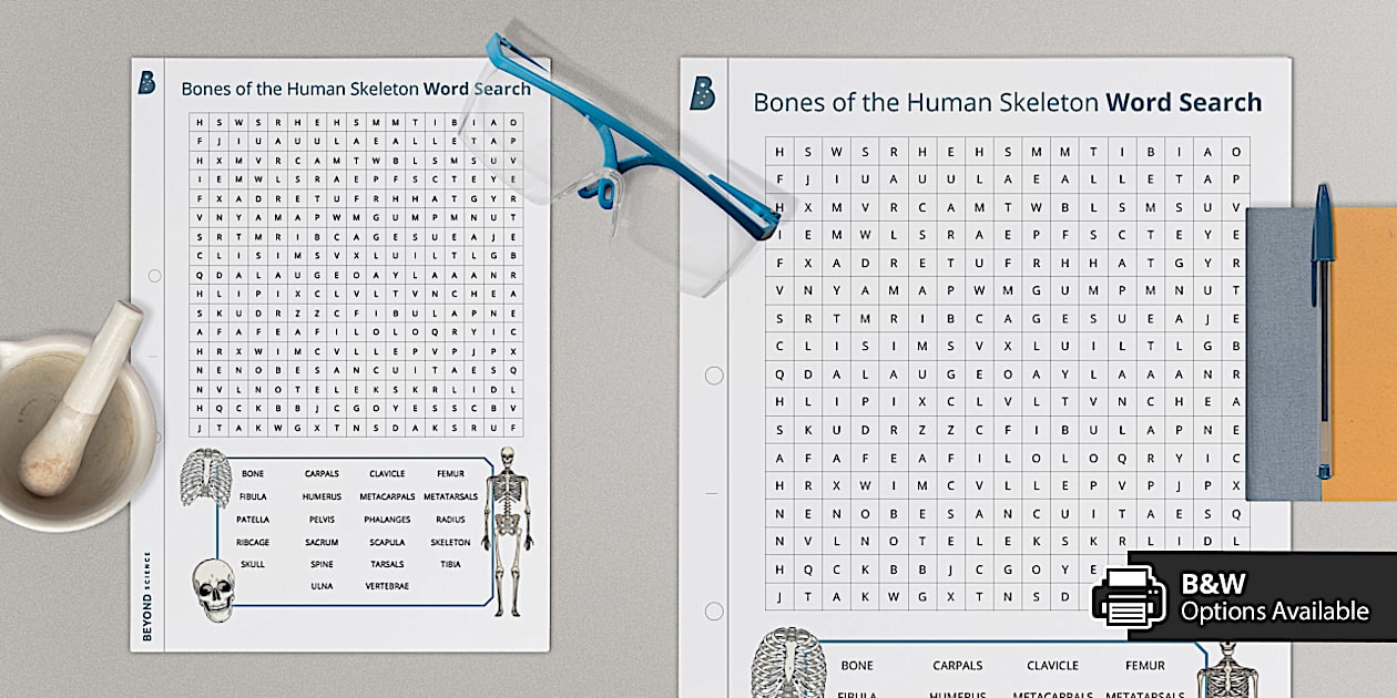 Bones of the Human Skeleton Word Search (teacher made)