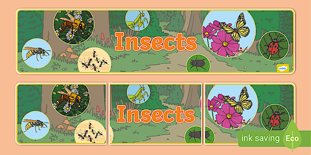 Insects Display Banner - Twinkl - KS1 (Hecho por educadores)