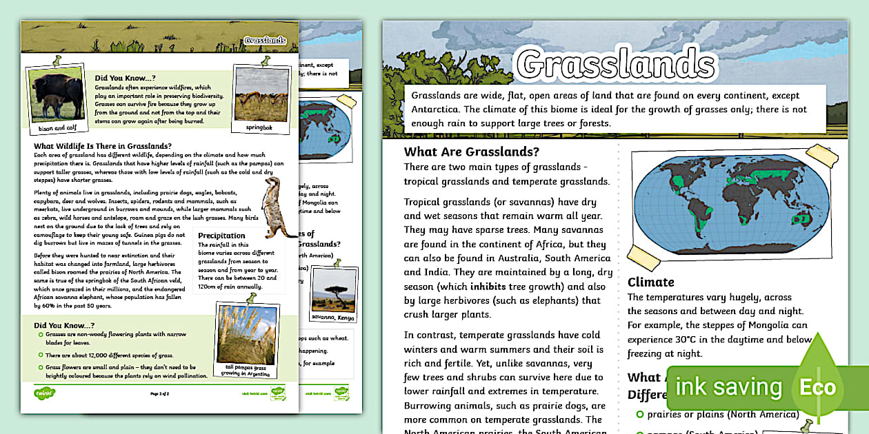 Plant Fact File Ks2