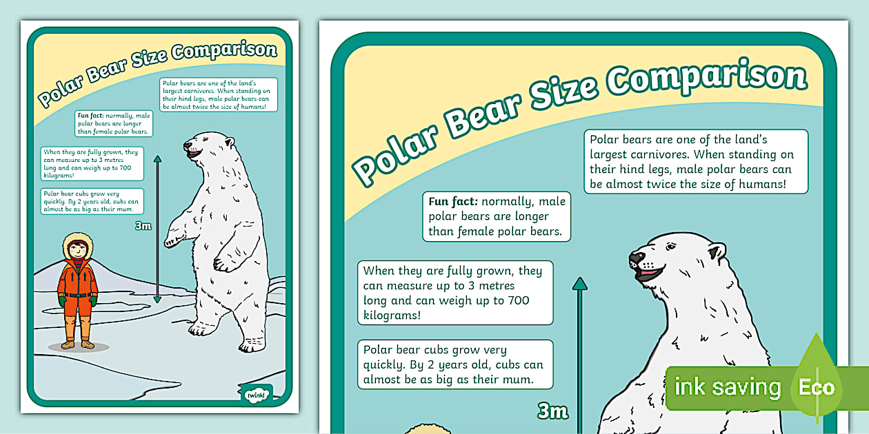 Polar Bear Size Comparison Poster for learning the facts.