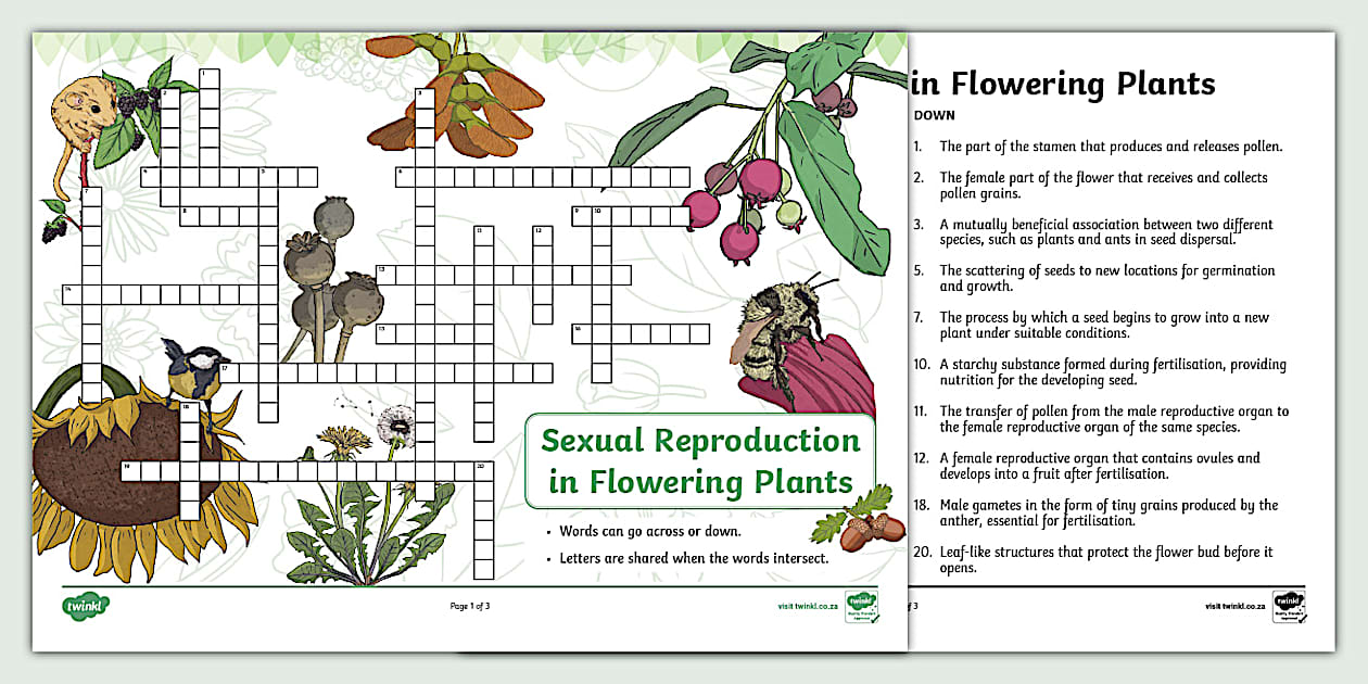 Sexual Reproduction in Flowering Plants Crossword Twinkl
