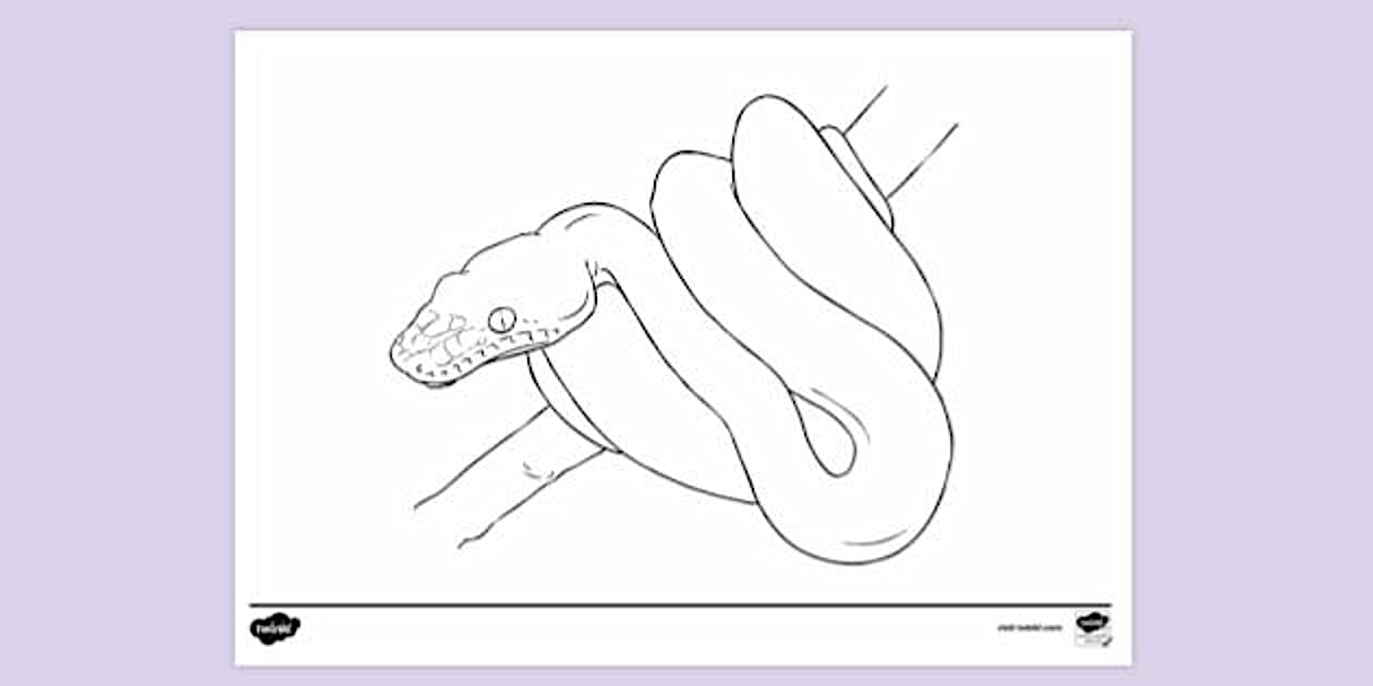 Tree Boa Snake Colouring Sheet Colouring | Colouring Sheets