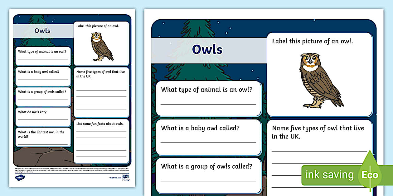 Owl Research Fact File Template - Twinkl - KS1 - Twinkl