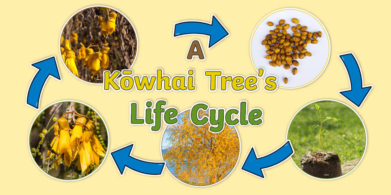 Kōwhai Tree Life Cycle Cut Outs (professor feito) - Twinkl