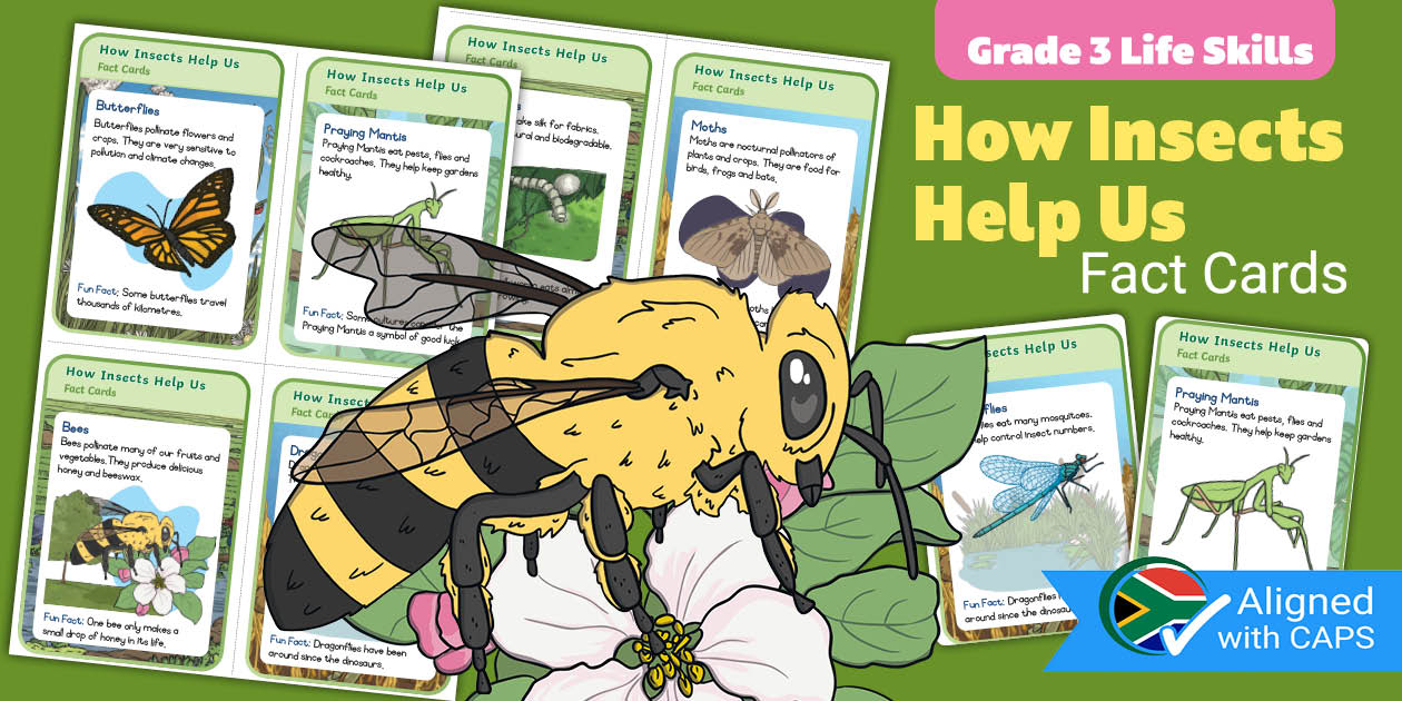 Gr3 Life Skills Term 2 How Insects Help Us Fact Cards (CAPS)
