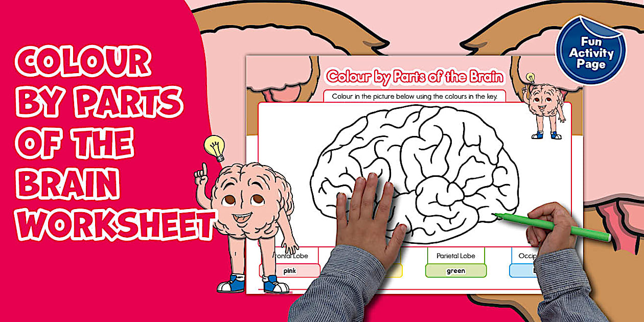 Brain Coloring Worksheet Key * NEW * Colour by Parts of the Brain Worksheet