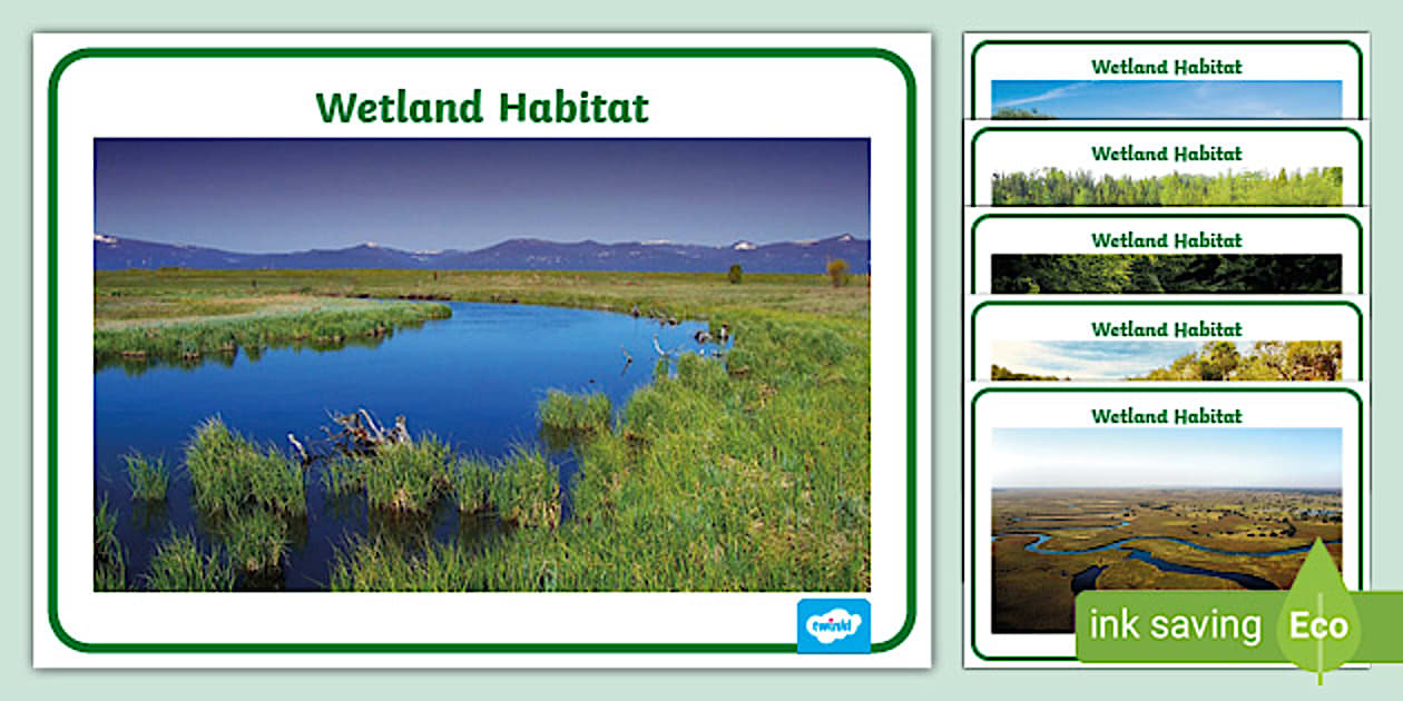 Wetland Habitat Display Photos Poster Pack KS1 Twinkl