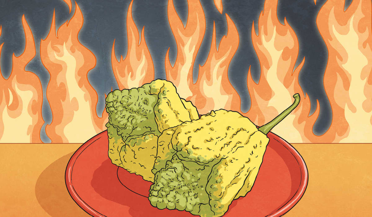 Pepper X World’s Hottest Chilli Pepper Twinkl NewsRoom