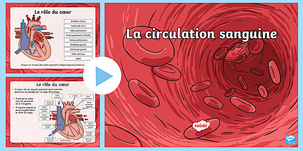 Appareil De Circulation Sanguine Sit-N-Stroll Stepper - Masseur De Pieds, Occasion Mais Fonctionnel