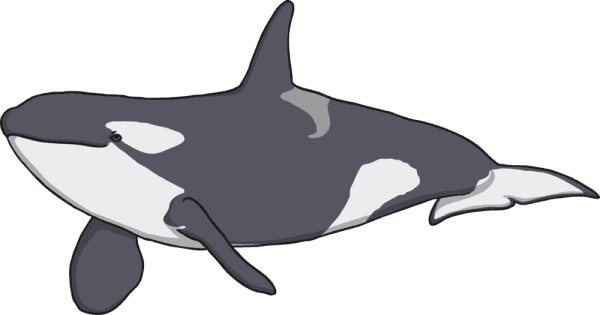 What are Aquatic Animals? - Answered - Twinkl Teaching Wiki