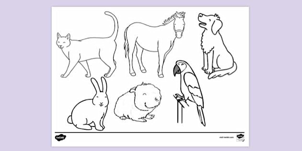 Domestic Animals Colouring Page Colouring Sheets Twinkl