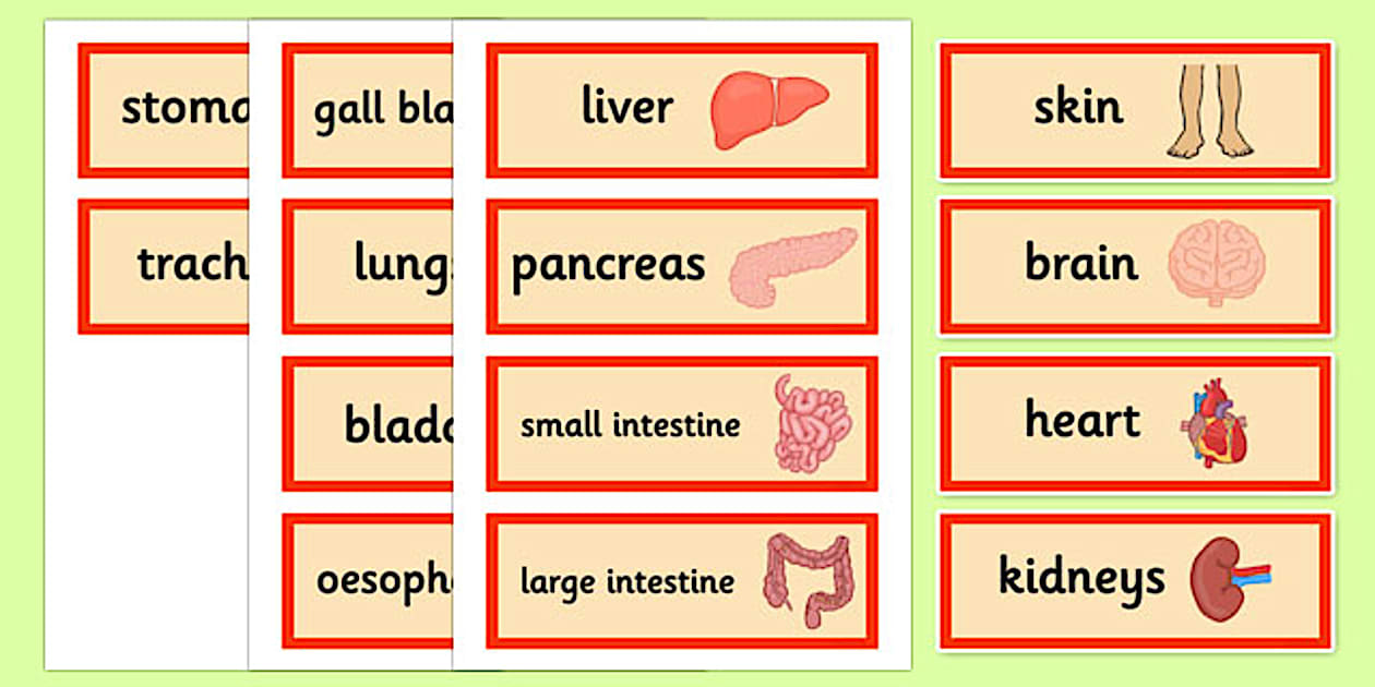 Cursive Human Organ Word Cards (teacher made) - Twinkl