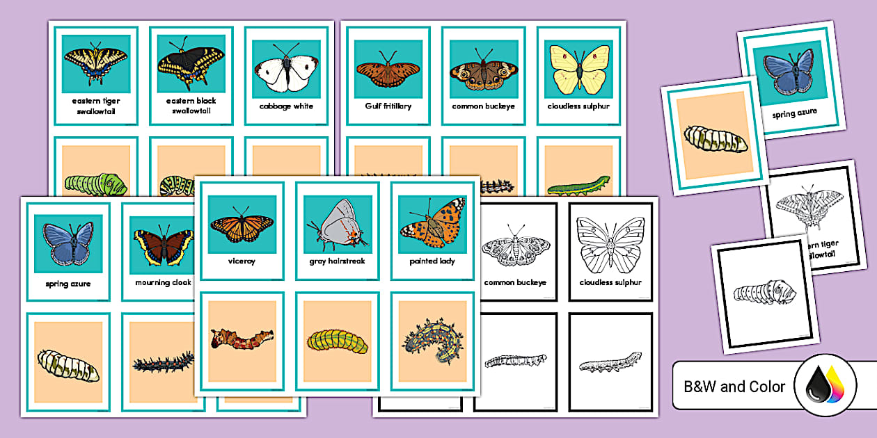 Butterfly And Caterpillar Matching Cards Activity Twinkl
