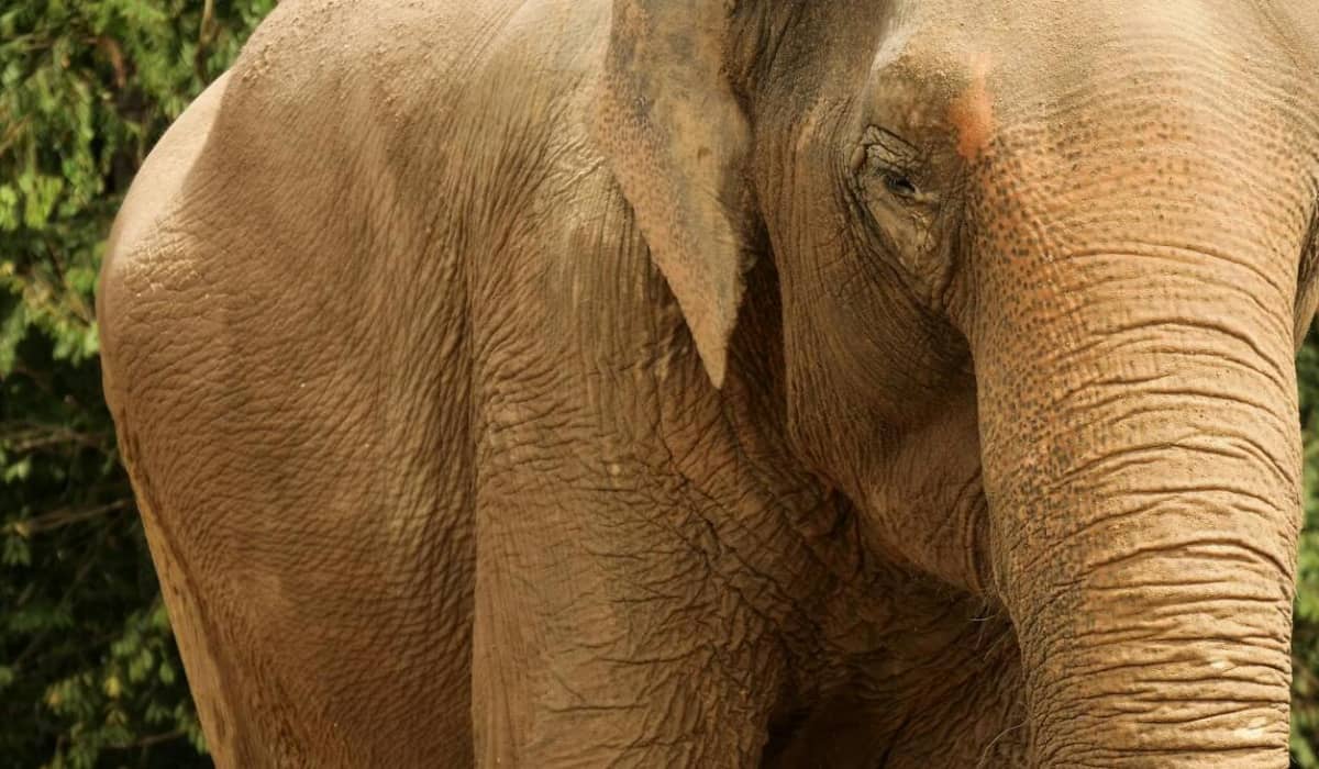 Elephants Eating Edible Glitter at Blackpool Zoo Twinkl NewsRoom