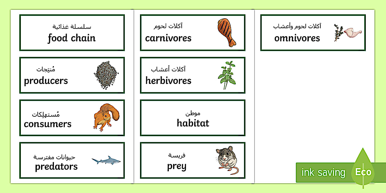 Editable Food Chain Word Cards Arabic/English - Twinkl