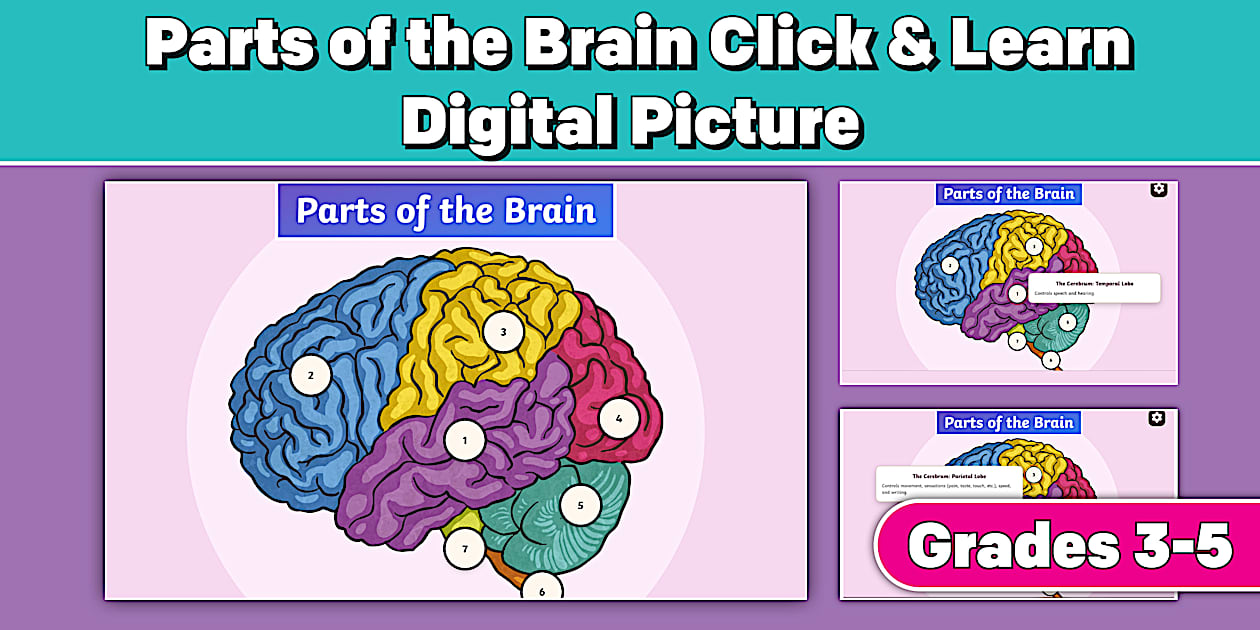Parts of the Brain Click and Learn Digital Picture