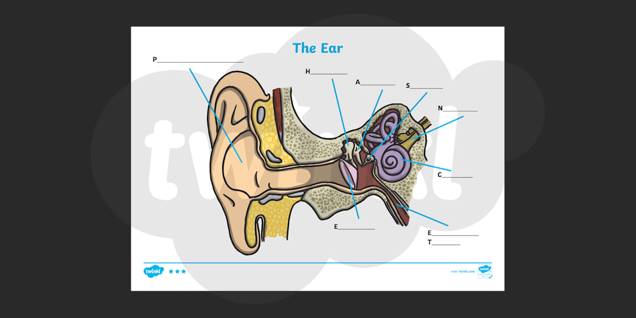 Ndcs Inner Ear Worksheet Parts Of The Ear Interactive Worksheet