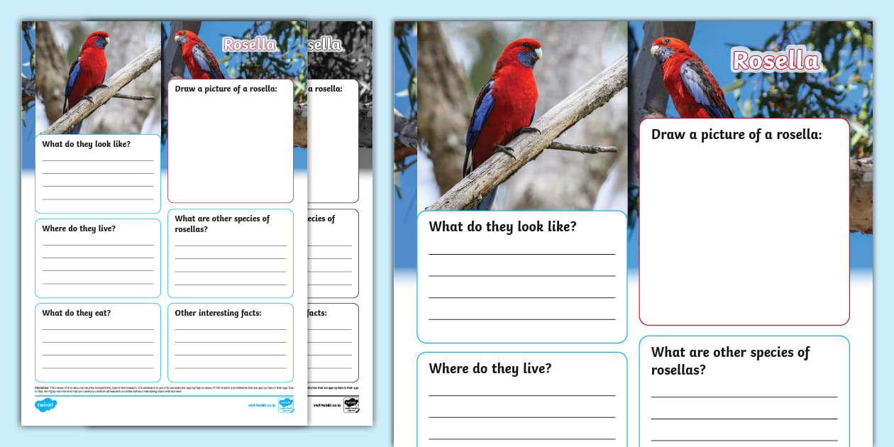 Rosella Fact File Template - Twinkl Fact File (teacher made)