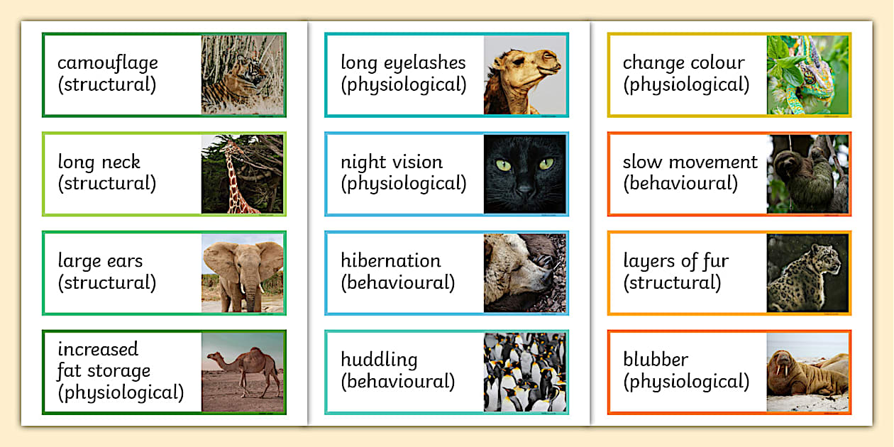 Animal Adaptations Photo Flashcards Teacher Made Twinkl Animal Adaptations Photo Flashcards Teacher Made Twinkl