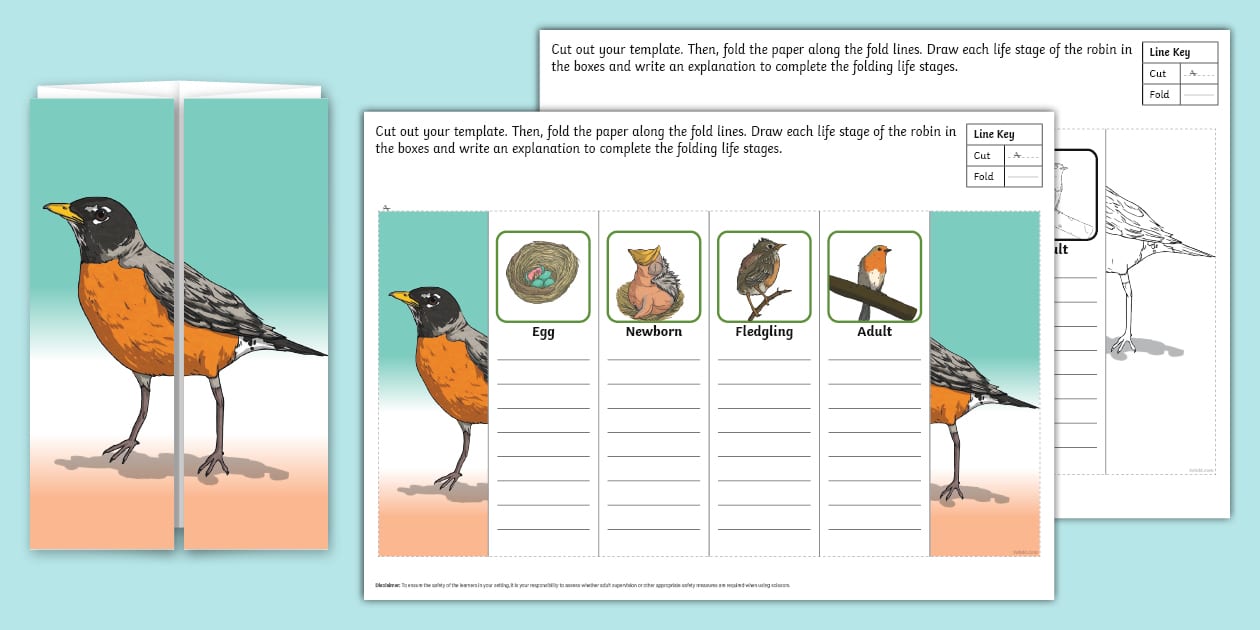 Robin Folding Life Stages Template (teacher made) - Twinkl