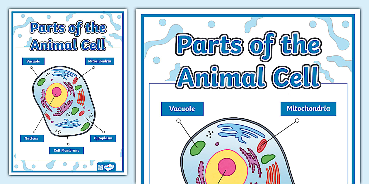 Parts of the Animal Cell Poster