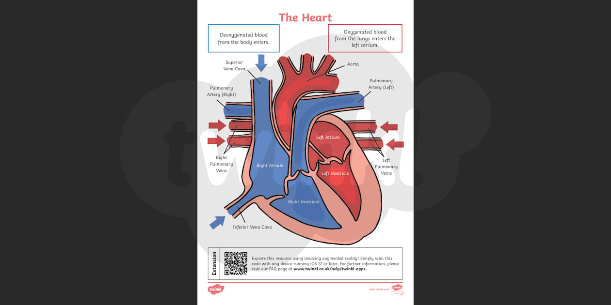 Fully Labelled Heart Diagram