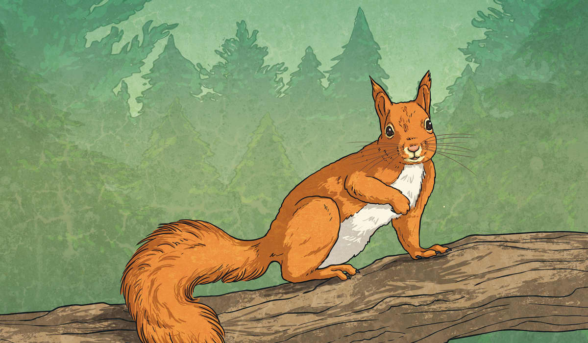 Red Squirrels Return - Twinkl NewsRoom - Twinkl
