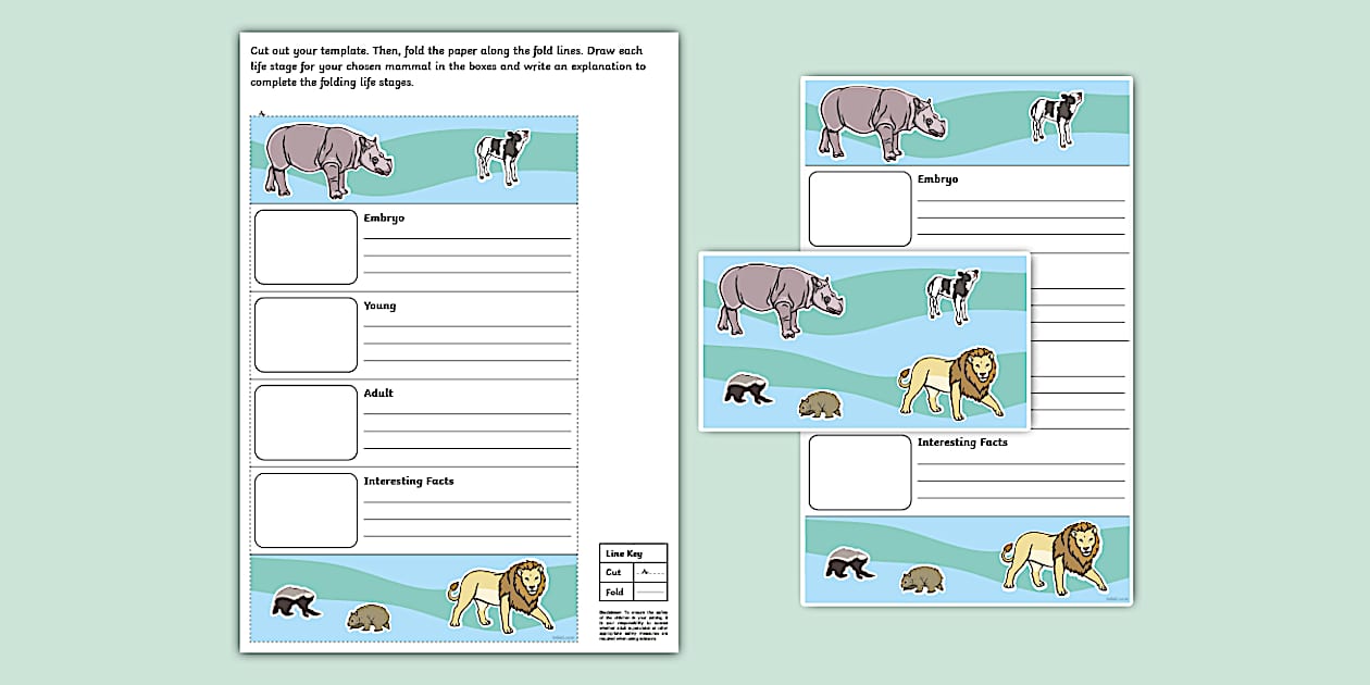 Mammals Folding Life Stages Template (teacher made) - Twinkl
