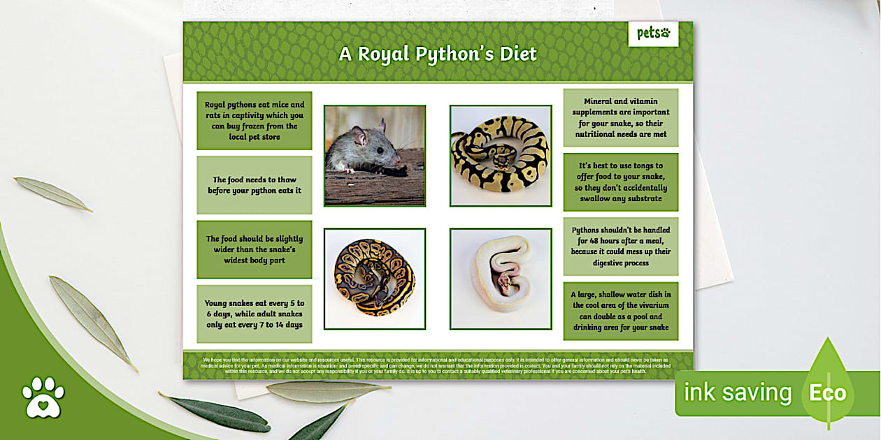 A Royal Python's Diet Royal Python Feeding Chart Pets