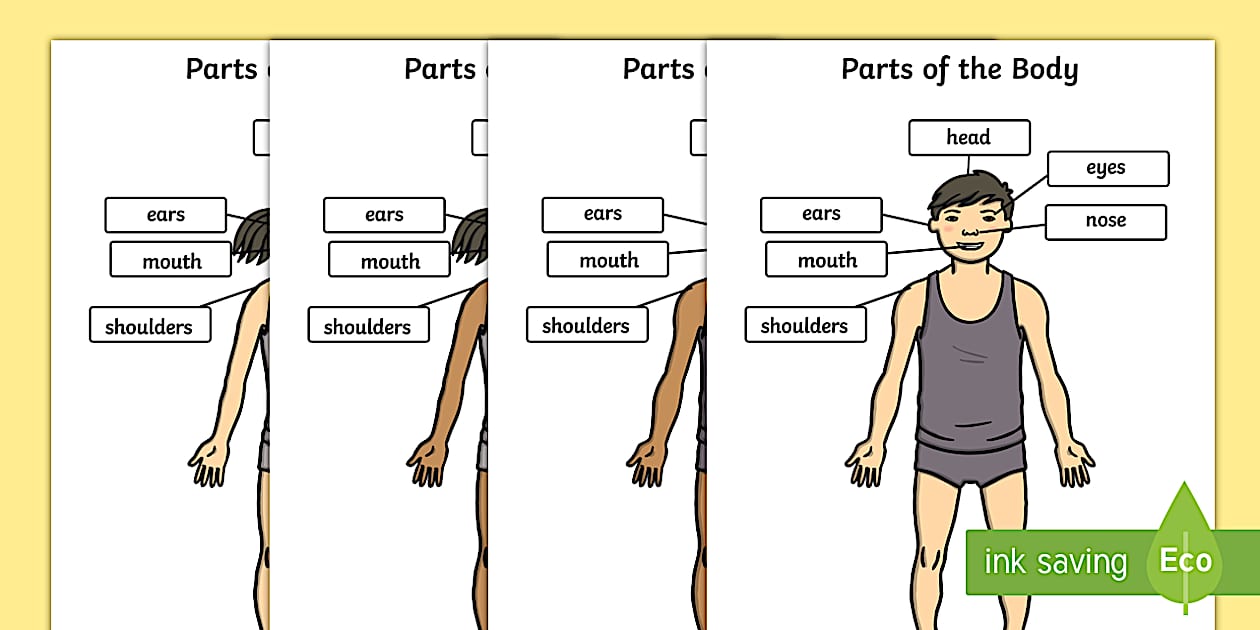 Body Displant Parts of the Body Display Posters (Teacher-Made) - Twinkl
