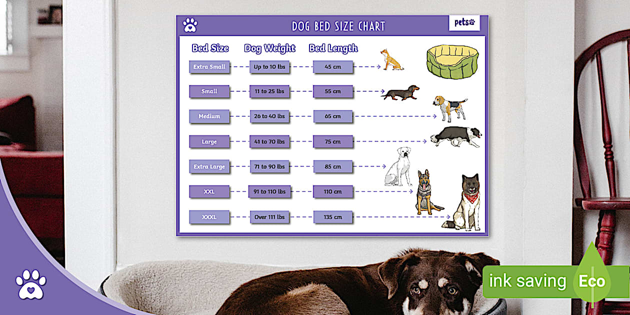 Dog Bed Sizes Chart Resources Twinkl (teacher made)