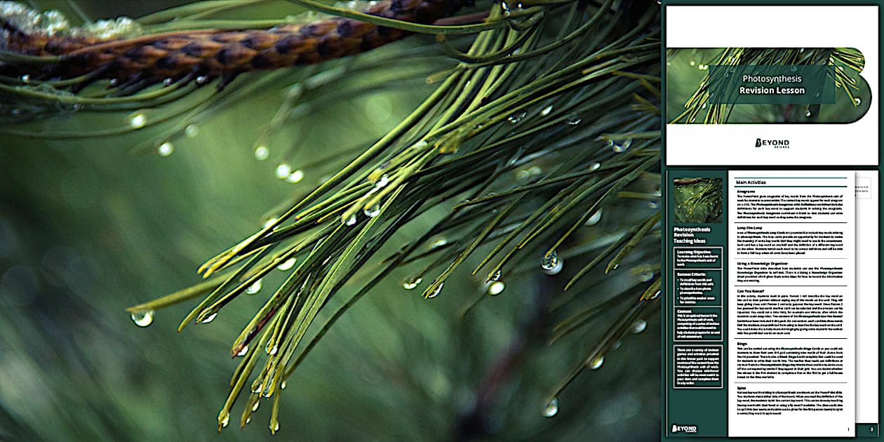 Photosynthesis Revision Lesson | KS3 | Beyond Science