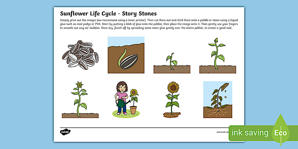 Life Cycle of a Sunflower Story - Stone Image Cut Outs