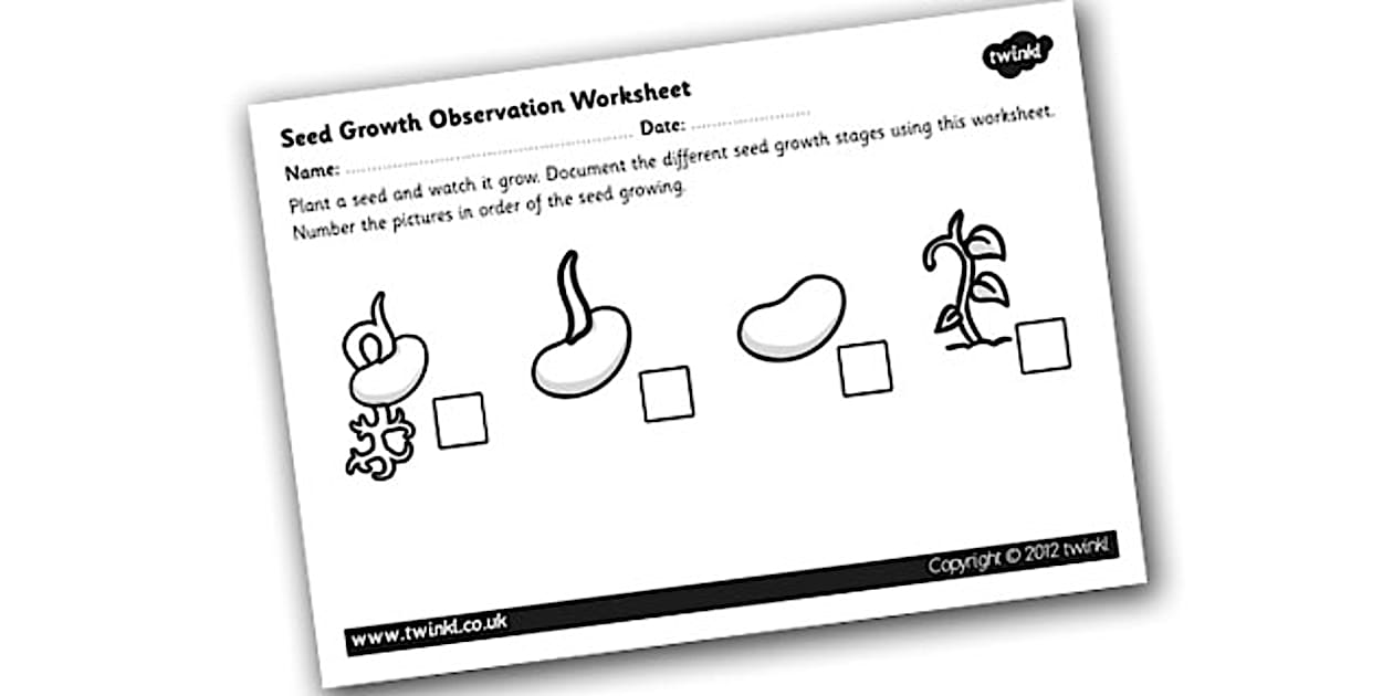 Germination Worksheet Seed Growth Observation Activity
