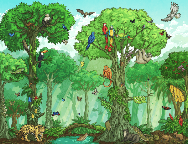 What Are Plants That Live In The Rainforest Answered Twinkl What Are Plants That Live In The Rainforest Answered Twinkl
