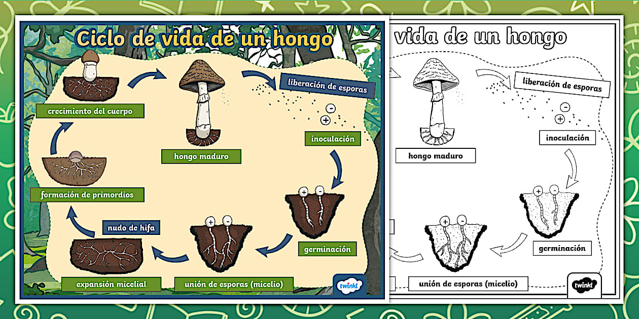 Póster: El ciclo de vida de los hongos (teacher made)