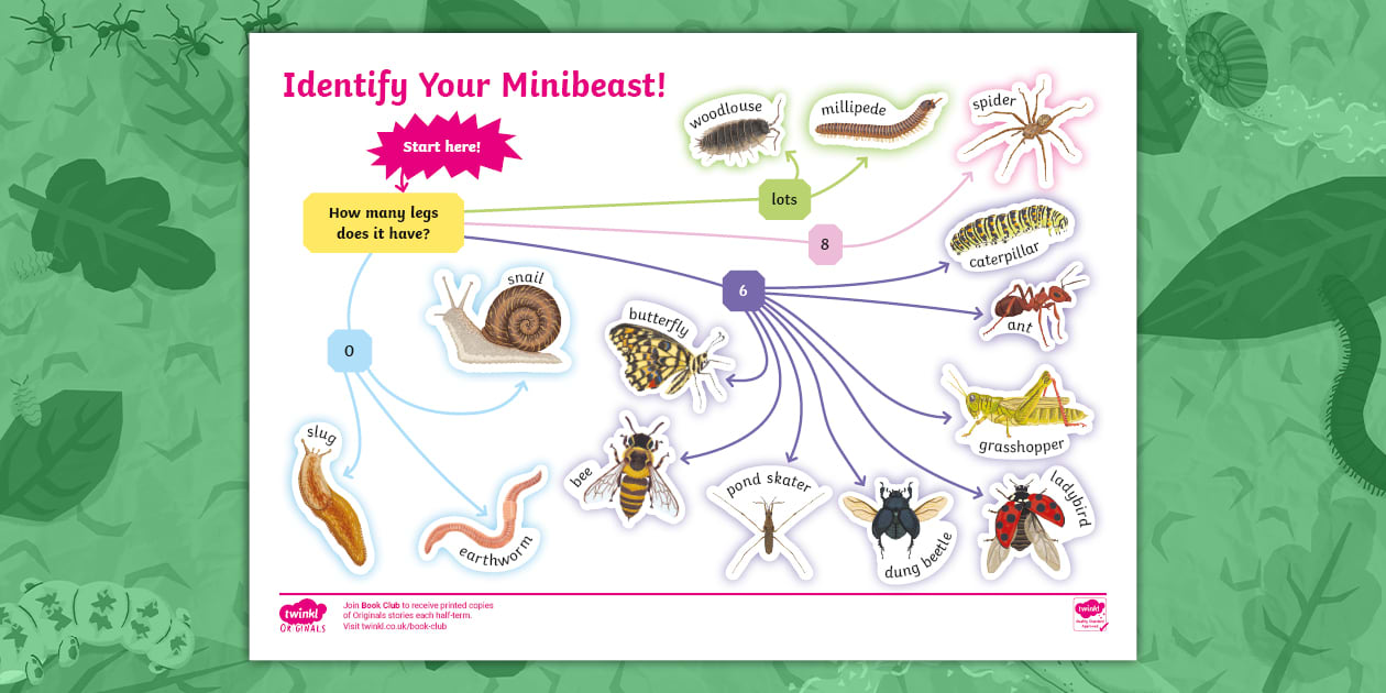Mini Beast Key Identify Your Minibeast! Flowchart