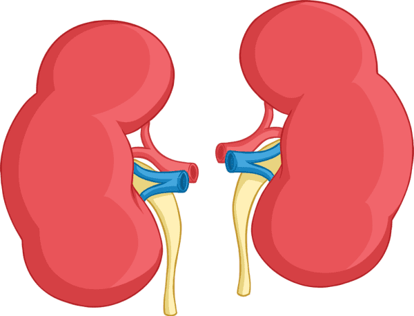What is an organ? - Answered - Twinkl teaching Wiki