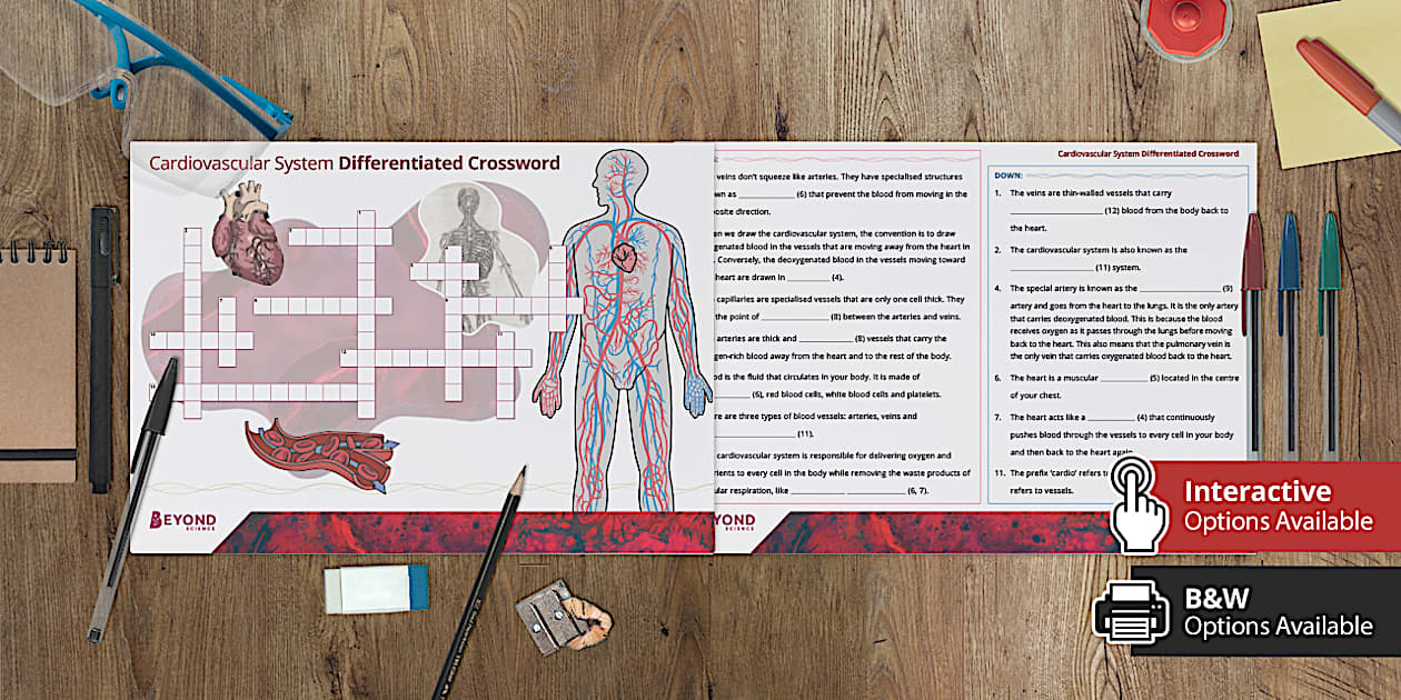 Cardiovascular System Differentiated Crossword Twinkl